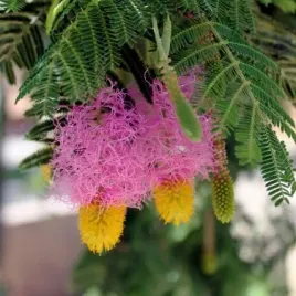 chinski-lampion-dichrostachys-cinerea-3-nasiona