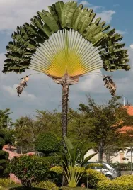 pielgrzan-madagaskarski-drzewo-podroznikow-3-nasio