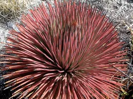 agawa-stricta-rubra-czerwona-agave-5-nasion