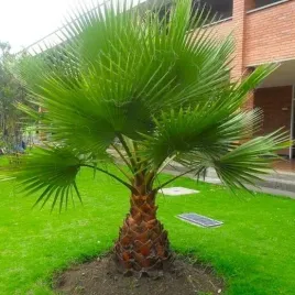 palma-washingtonia-robusta-washingtonia-robusta-3-nasiona