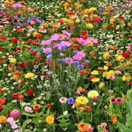 mieszanka-bylinowa-roslin-miododajnych-bee-s-universe-100-gram-laka-kwietna