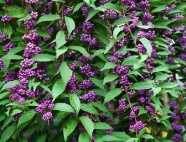 paladnia-japonska-pieknotka-callicarpa-japonica