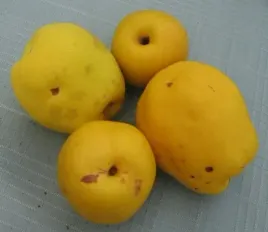 pigwowiec-japonski-chaenomeles-japonica-20-nasion