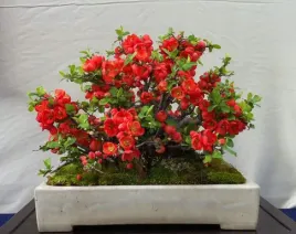 pigwowiec-japonski-chaenomeles-japonica-20-nasion