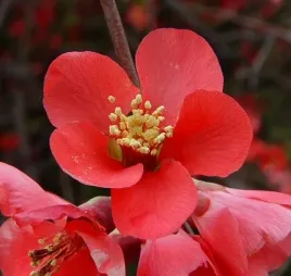 pigwowiec-japonski-chaenomeles-japonica-20-nasion