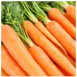 marchew-amsterdamska-amsterdam-3-wczesna-nasiona-duza-paczka-5-g