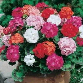 pelargonia-rabatowa-mix-kolorow-pelargonium-x-hortorum-12-nasion