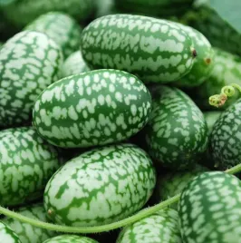 ogorek-meksykanski-mini-arbuz-melothria-17-nasiona
