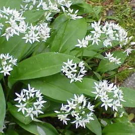 mrozoodporny-czosnek-niedzwiedzi-cieniolubny-allium-ursinum-20-nasion