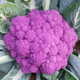 kalafior-fioletowy-brassica-var-botrytis-1gr-nasi