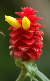 kostowiec-costus-lima-5-nasion