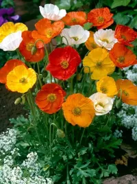 mak-syberyjski-papaver-nudicaule-mix-500-nasion