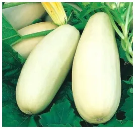 kabaczek-kveta-dynia-cucurbita-pepo-dorodne-soczyste-owoce-nasiona-15-sztuk