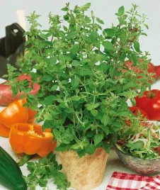 oregano-greckie-origanum-vulgare-hirtum-01-g