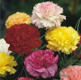 gozdzik-ogrodowy-szabo-mix-kolorow-100-nasion