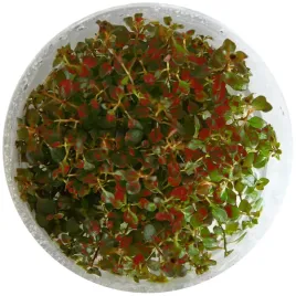 roslina-akwariowa-ludwigia-super-mini-red-invitro-maly-kubek