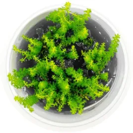 roslina-akwariowaeco-plant-roslina-invitro-kubek-myriophyllum-guyana