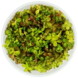 roslina-akwariowaeco-plant-rotala-yao-yai-roslina-invitro-maly-kubek