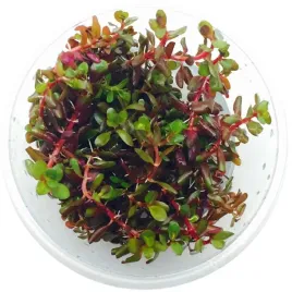roslina-akwariowa-rotala-rotundifolia-red-roslina-invitro-maly-kubek