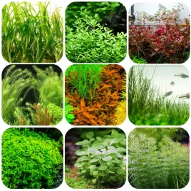 roslina-akwariowa-eco-plant-easy-set-8-1-zestaw-roslin-latwych-w-hodowli