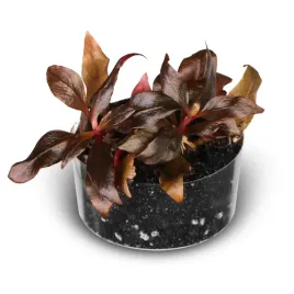 roslina-akwariowa-alternanthera-reneckii-mini-roslina-invitro-2-sztuki