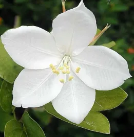 storczykowiec-bialy-bauhinia-acuminata-1-nasiono