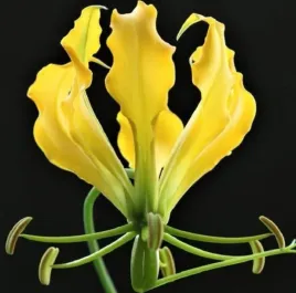 glorioza-wspaniala-superba-zolta-yellow-1-nasiono