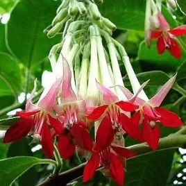 rzadka-fuksia-boliwijska-biala-5-nasion