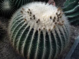 kaktus-fotel-tesciowej-echinocactus-grusonii-10-n