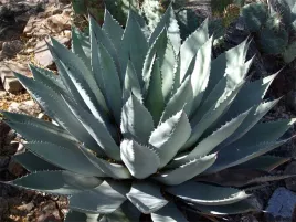 agawa-agave-deserti-var-simplex-5-nasion