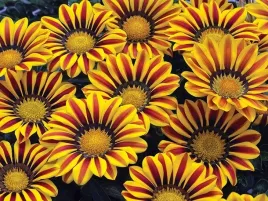 gazania-lsniaca-gazania-splendens-160-nasion