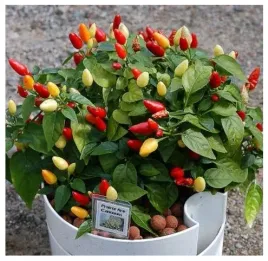 papryka-ozdobna-capsicum-annuum-mix-kolorow-do-domu-nasiona-05-g