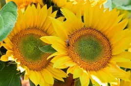 slonecznik-green-hobbit-odmiana-karlowa-50-nasion