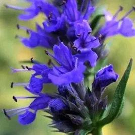 hyzop-ogrodowy-hyssopuss-officinalis-200-nasion