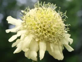 miododajny-glowaczek-olbrzymi-cephalaria-10nas