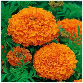 aksamitka-wysoka-fantastic-pomaranczowa-tagetes-erecta-nasiona-05-g