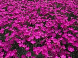 gozdzik-siny-rozowy-mrozoodporny-01-gr-nasion