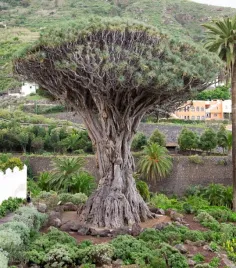 smocze-drzewo-dragon-tree-dracaena-draco-3-nasion