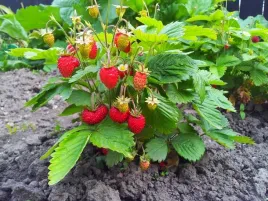 poziomka-rugia-fragaria-vesca-var-hortensis