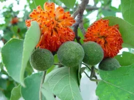 morwa-papierowa-brusonecja-zwyczajna-50-nasion