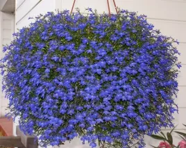 lobelia-zwisajaca-niebieska-1000-nasion