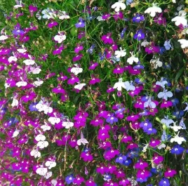 lobelia-zwisajaca-cascade-mixed-1000-nasion