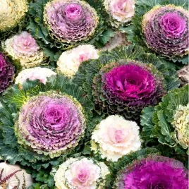 kapusta-ozdobna-brasica-oleracea-mix-kolorow-do-ogrodu-50-nasion