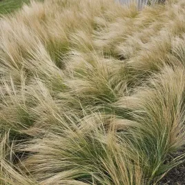 mrozoodporna-ostnica-mocna-pony-tails-stipa-tenuissima-100-nasion