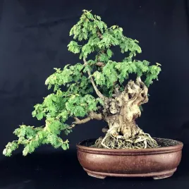 mimoza-wstydliwa-mimosa-pudica-20-nasion