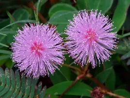 mimoza-wstydliwa-mimosa-pudica-20-nasion