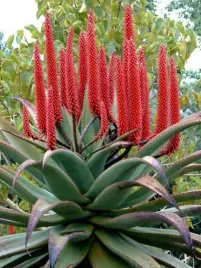 aloes-uzbrojony-aloe-ferox-5-nasion