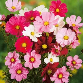 kosmos-mix-kolorow-onetek-cosmos-bipinnatus-do-ogrodu-150-nasion