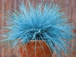 kostrzewa-sina-niebieska-trawa-festuca-glauca-nasiona-100-sztuk