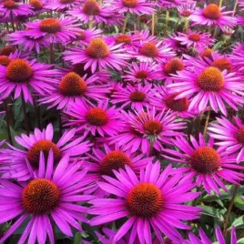 rudbekia-jezowka-purpurowa-echinacea-purpurea-miododajna-nasiona-50-sztuk